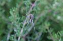 Argiope_trifasciata_D3245_Z_75_Valle Gran Rey_Spanje